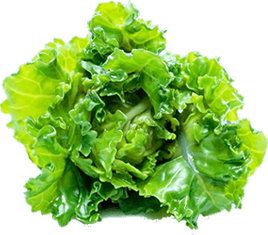 coriander.png